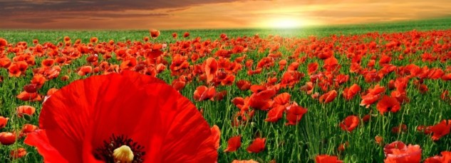 flanders field.jpg